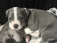 Sassa Makaria , a female American Bully for sale in Pulaski, NY – 9 of 10