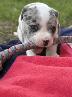 Nala Nation, a female American Bully for sale in Pulaski, NY – 10 of 10