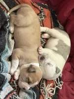 Mekka Kye, a male American Bully for sale in Pulaski, NY – 9 of 10