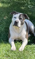 Sassa Makaria, a female American Bully for sale in Pulaski, NY – 5 of 10