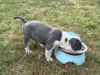 Sassa Makaria , a female American Bully for sale in Pulaski, NY – 10 of 10