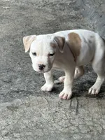 Maleece LeMaster, a female American Bully for sale in Liverpool, NY – 6 of 10