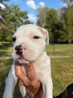 Maleece LeMaster, a male American Bully for sale in Pulaski, NY – 2 of 8