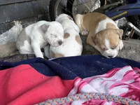 Amarris Ice, a male American Bully for sale in Pulaski, NY – 4 of 10