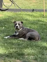 Amarris Ice, a male American Bully for sale in Pulaski, NY – 5 of 10