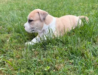 Mekka Kye, a male American Bully for sale in Pulaski, NY – 2 of 10