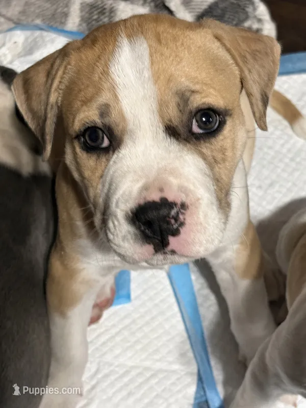 Mekka Kye – American Bully puppy for sale in Pulaski, NY