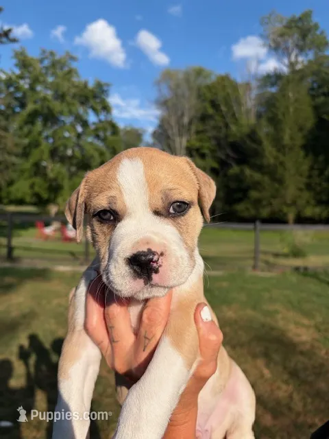 Mekka Kye – American Bully puppy for sale in Pulaski, NY