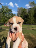 Mekka Kye, a male American Bully for sale in Pulaski, NY – 1 of 10