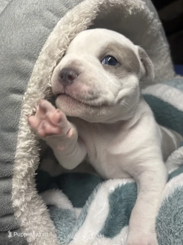Amarris Ice – American Bully puppy for sale in Pulaski, NY