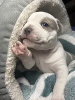 Amarris Ice, a male American Bully for sale in Pulaski, NY – 1 of 10
