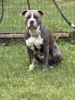 Sassa Makaria, a female American Bully for sale in Pulaski, NY – 4 of 10