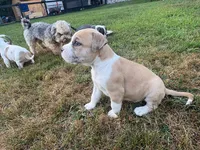Mekka Kye, a male American Bully for sale in Pulaski, NY – 10 of 10