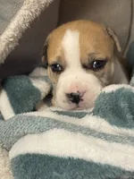 Mekka Kye, a male American Bully for sale in Pulaski, NY – 5 of 10