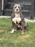 Nala Nation, a female American Bully for sale in Pulaski, NY – 8 of 10