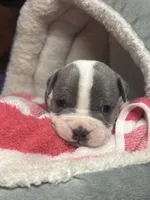 Sassa Makaria, a female American Bully for sale in Pulaski, NY – 6 of 10
