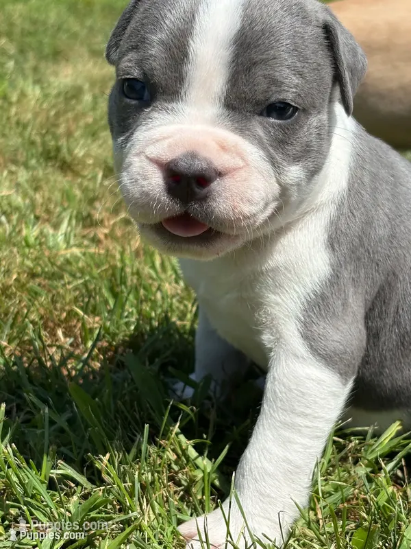 Sassa Makaria – American Bully puppy for sale in Pulaski, NY