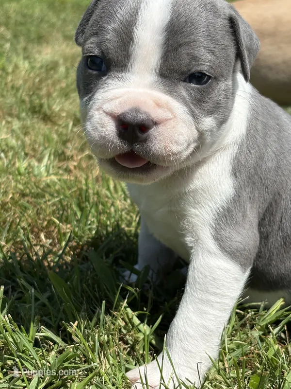 Sassa Makaria – American Bully puppy for sale in Pulaski, NY