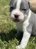 Sassa Makaria, a female American Bully for sale in Pulaski, NY – 1 of 10