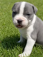 Sassa Makaria , a female American Bully for sale in Pulaski, NY – 2 of 10