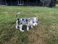 Nala Nation, a female American Bully for sale in Pulaski, NY – 5 of 10