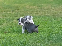 Sassa Makaria , a female American Bully for sale in Pulaski, NY – 3 of 10