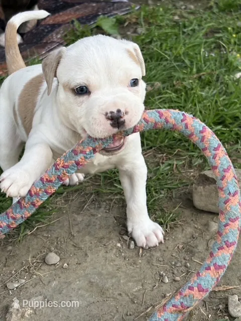 Maleece LeMaster – American Bully puppy for sale in Pulaski, NY