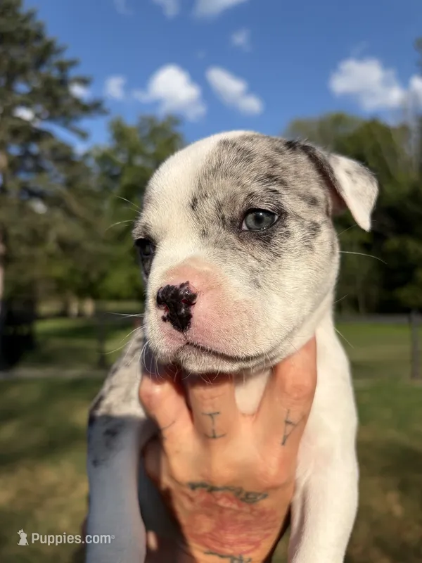 Nala Nation – American Bully puppy for sale in Pulaski, NY