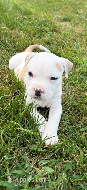 Maleece LeMaster – American Bully puppy for sale in Pulaski, NY