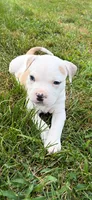 Maleece LeMaster, a male American Bully for sale in Pulaski, NY – 3 of 8