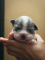Sassa Makaria, a female American Bully for sale in Pulaski, NY – 7 of 10