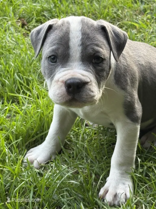 Sassa Makaria  – American Bully puppy for sale in Pulaski, NY