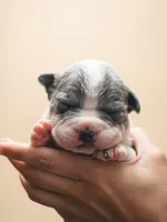 Sassa Makaria , a female American Bully for sale in Pulaski, NY – 7 of 10