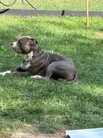 Mekka Kye, a male American Bully for sale in Pulaski, NY – 3 of 10