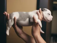 Amarris Ice, a male American Bully for sale in Pulaski, NY – 7 of 10