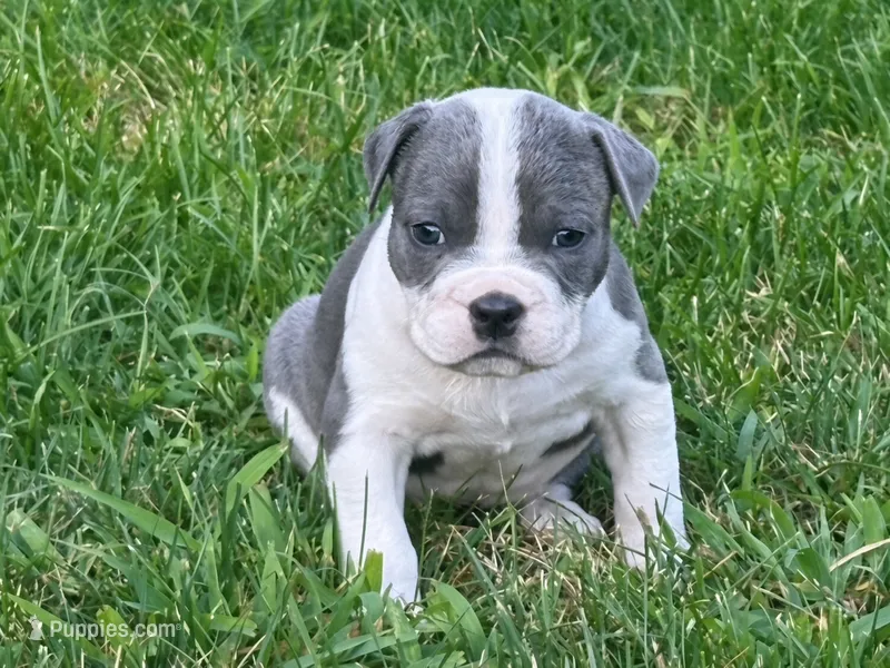 Sassa Makaria – American Bully puppy for sale in Pulaski, NY
