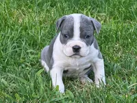 Sassa Makaria, a female American Bully for sale in Pulaski, NY – 9 of 10