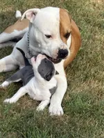 Sassa Makaria, a female American Bully for sale in Pulaski, NY – 10 of 10