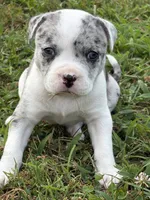 Nala Nation, a female American Bully for sale in Pulaski, NY – 3 of 10