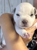 Amarris Ice, a male American Bully for sale in Pulaski, NY – 2 of 10