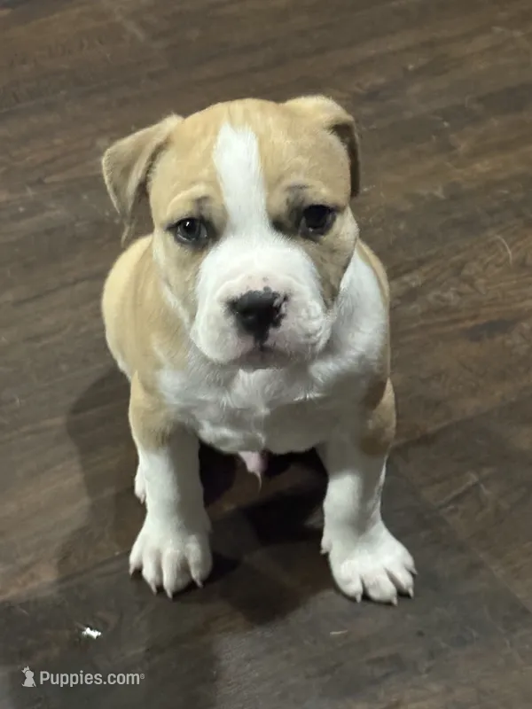 Mekka Kye – American Bully puppy for sale in Pulaski, NY