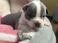 Sassa Makaria, a female American Bully for sale in Pulaski, NY – 2 of 10