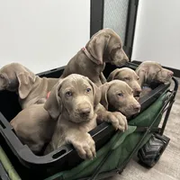 processed/8d0e9992-d210-4eb0-83b9-ee61c8e03161/facility/917ba449-c66d-4bc2-b8bc-692026f58554