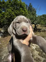 processed/8d0e9992-d210-4eb0-83b9-ee61c8e03161/facility/c6eea549-5246-408d-888b-a42063613aaf