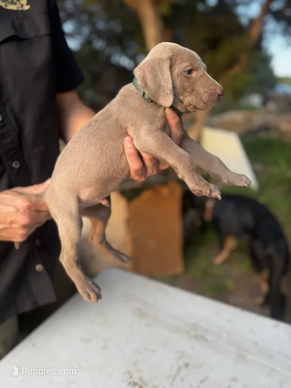 Zeus (dark green collar)