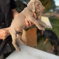 Zeus (dark green collar), a male Weimaraner for sale in Boerne, TX – Photo 1 of 2