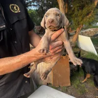 Zeus (dark green collar), a male Weimaraner for sale in Boerne, TX – Photo 2 of 2