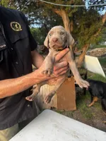 processed/8d0e9992-d210-4eb0-83b9-ee61c8e03161/listing/33118faa-aa39-442a-a8b0-c5c6531a4e72/93bd8adb-97af-4457-9802-6de9f6b6b726