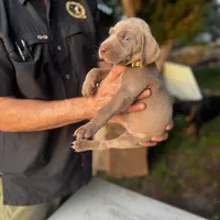 Bella (gold collar), a female Weimaraner for sale in Boerne, TX – Photo 1 of 2