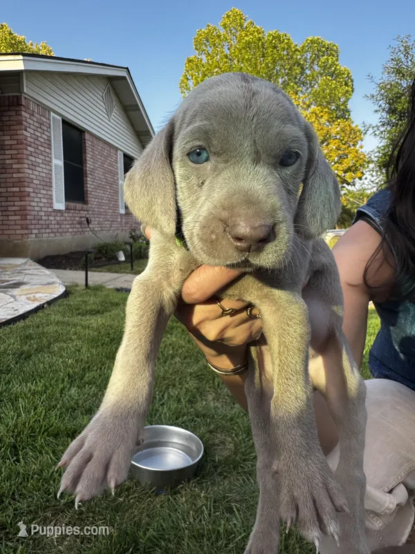 Roux (light green collar), a female Weimaraner for sale in Boerne, TX – Photo 1 of 2